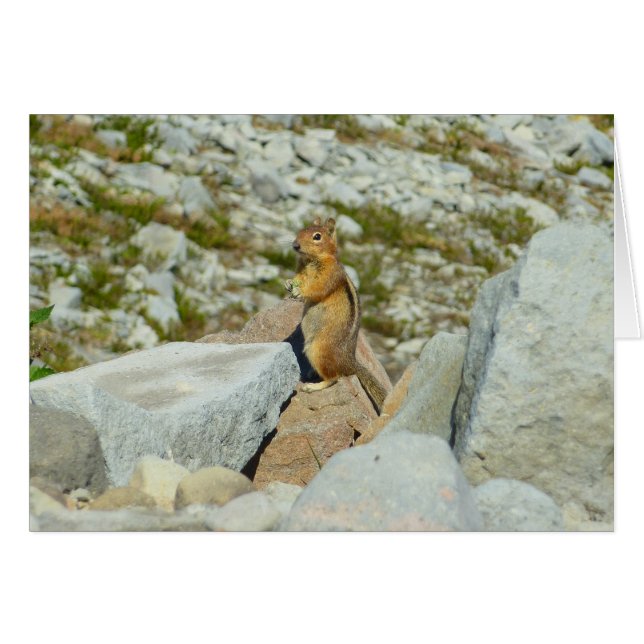 Ardilla de tierra de manto dorado en Mount Rainier (Anverso (Horizontal))