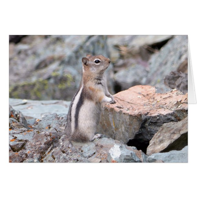 Ardilla de tierra manchada de oro en el glaciar II (Anverso (Horizontal))