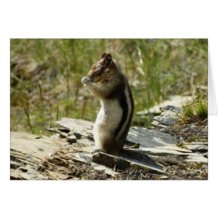 Ardilla de tierra manchada de oro en parque glacia