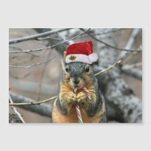 Ardilla del navidad