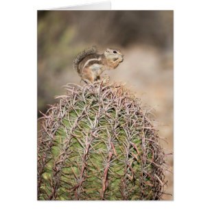 ardilla en cactus barril