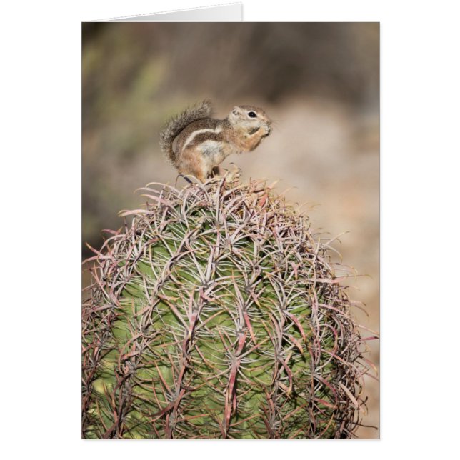 ardilla en cactus barril (Frente)