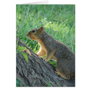 Ardilla en el árbol