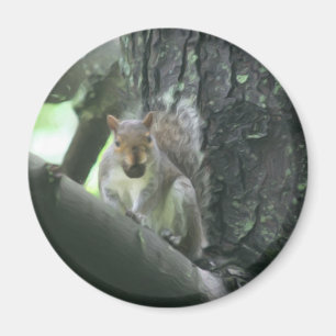 Ardilla en el imán animal del arte del árbol