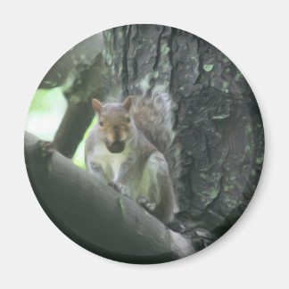 Ardilla en el imán animal del arte del árbol