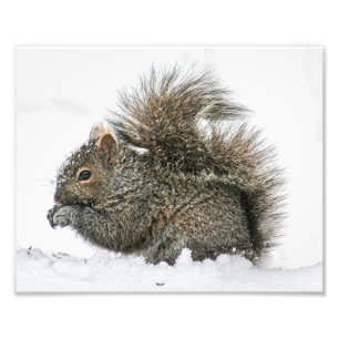 ardilla en la imagen de la fotografía de nieve