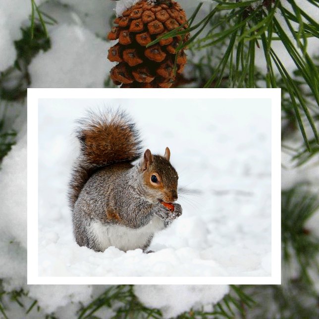 Ardilla en nieve con postal Berry (Subido por el creador)