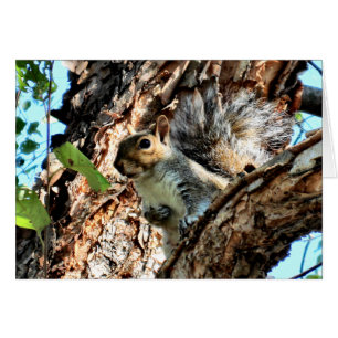 Ardilla en un árbol