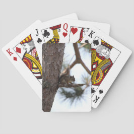 Ardilla en un pino jugando cartas