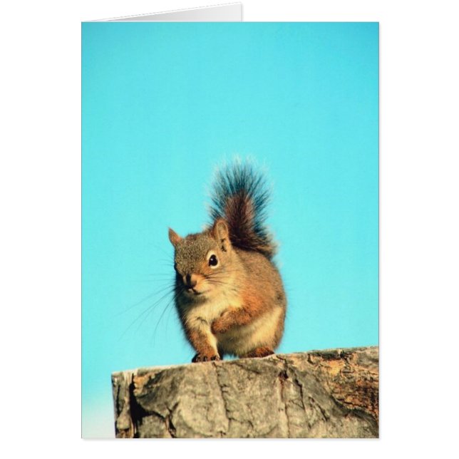 Ardilla encaramada (Frente)