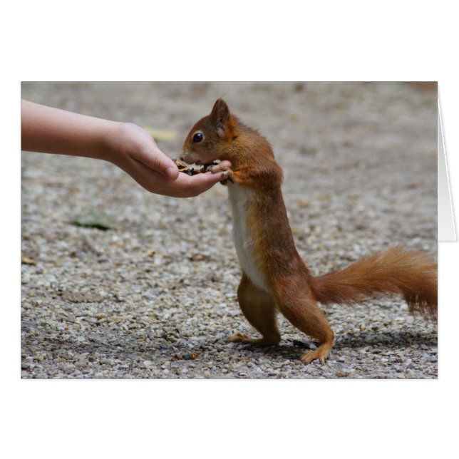 Ardilla euroasiática (Anverso (Horizontal))