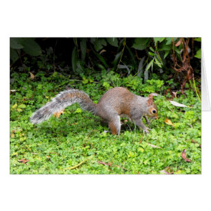 Ardilla gris