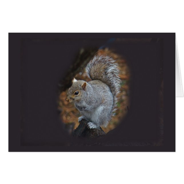 ardilla gris oriental - Sciurus carolinensis (Anverso (Horizontal))
