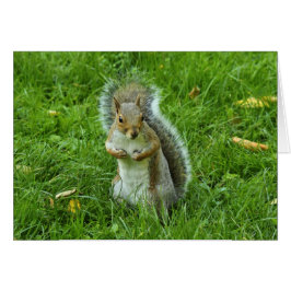 Ardilla gris, Parque Bute, Cardiff