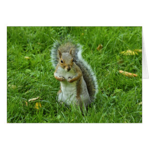 Ardilla gris, Parque Bute, Cardiff