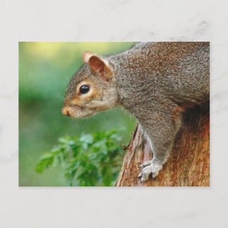 Ardilla gris. Roath Park, Cardiff, postal de Gales