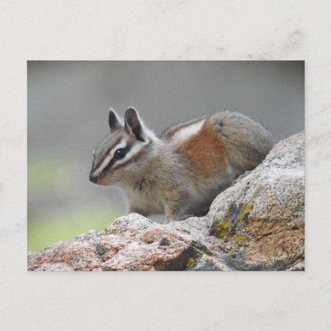Ardilla listada, fauna, animales salvajes, postal (Anverso)