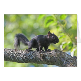 Ardilla negra del bebé