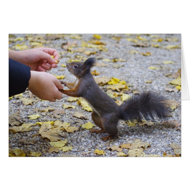 ardilla roja (Anverso (Horizontal))