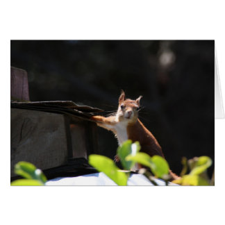 Ardilla roja, Tresco