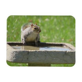 Ardilla sedienta sobre el imán de Bañera de Pájaro