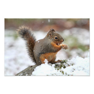 Ardilla suave en la foto de la nieve