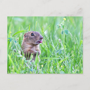 ardilla terrestre en la tarjeta postal de fotograf