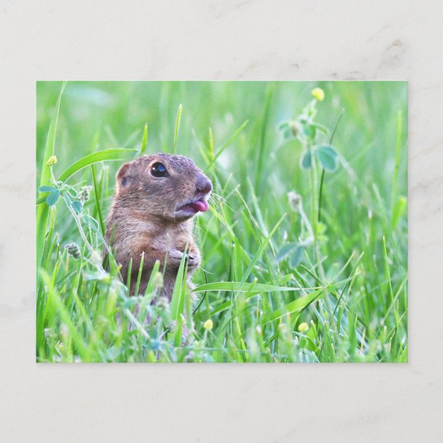 ardilla terrestre en la tarjeta postal de fotograf (Anverso)