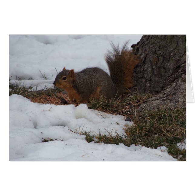 Ardilla y nieve (Anverso (Horizontal))
