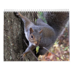 Ardillas del calendario de Saltus Fidelis