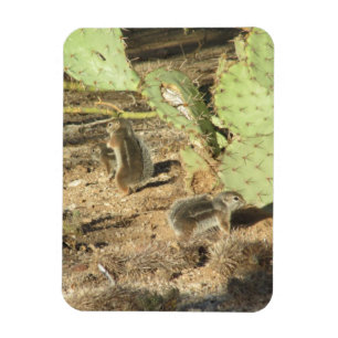 Ardillas del desierto en el imán de Tucson