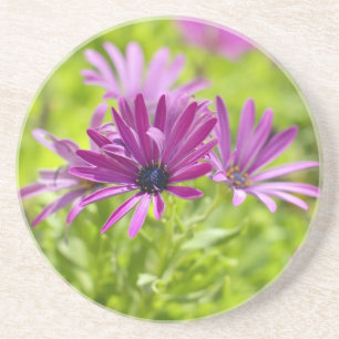 Arenisca Flor de Margarita Africana Posavasos