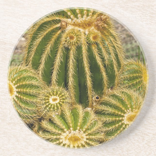 Arenisca Posavasos de Cactus (Frente)