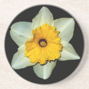 Arenisca Posavasos de Narciso en Primer Plano