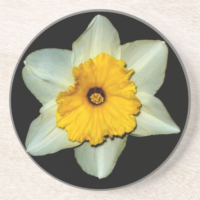Arenisca Posavasos de Narciso en Primer Plano (Frente)