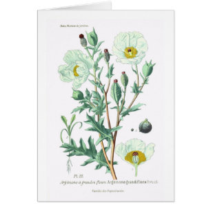 Argemone grandiflora