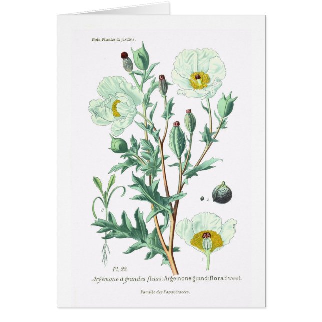 Argemone grandiflora (Frente)