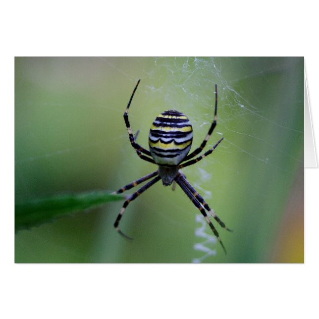 Argiope bruennichi (Anverso (Horizontal))