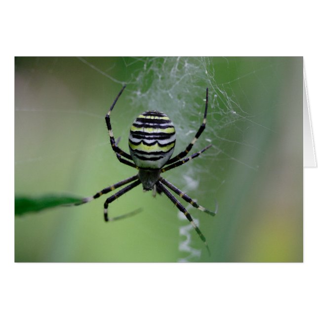 Argiope bruennichi (Anverso (Horizontal))