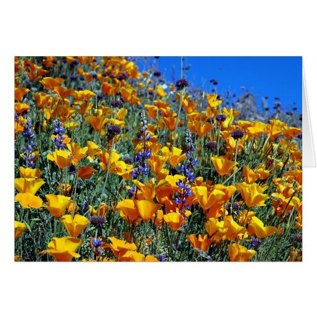 ARIZONA DESERT POPPIES (Anverso (Horizontal))