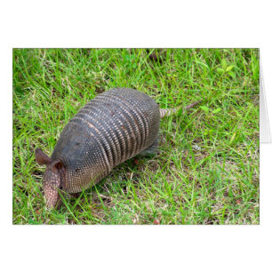 Armadillo en hierba verde