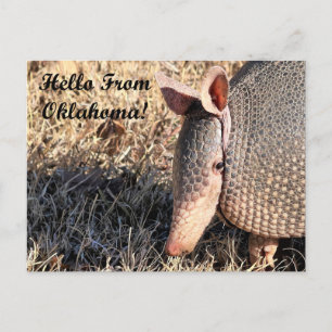 Armadillo Hello De La Tarjeta Post De Oklahoma