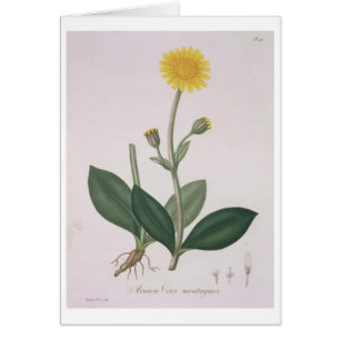 Árnica Montana de "Phytographie Medicale" por Jos