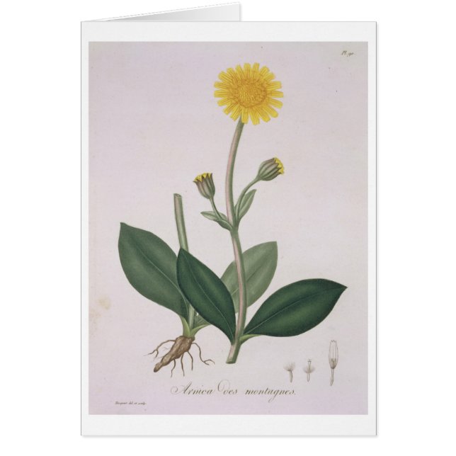 Árnica Montana de "Phytographie Medicale" por Jos (Frente)