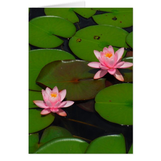 Aroma de flores de lirio de loto rosa, (Frente)