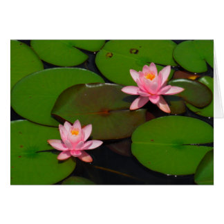 Aroma de flores de lirio de loto rosa,