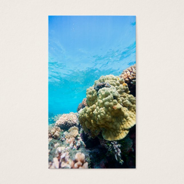 Arrecife de coral (Frente)