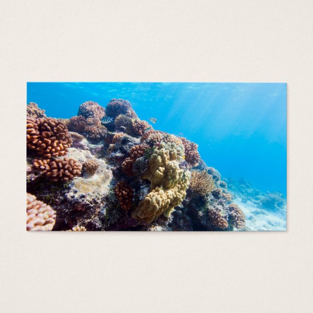 Arrecife de coral (Frente)