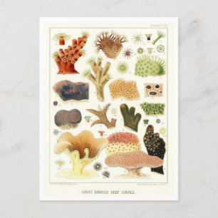 Arrecife de coral de la Gran Barrera Postal antigu