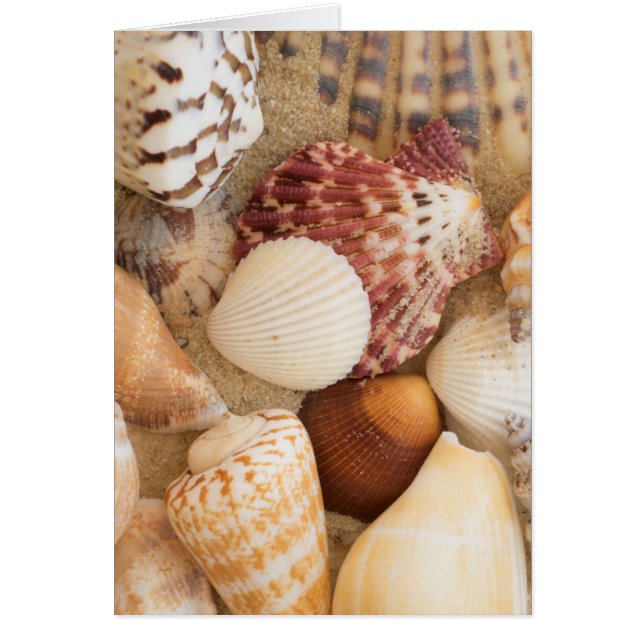 Arreglo de las conchas marinas (Frente)